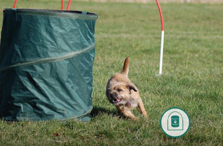 Canine Hoopers: Fun, Fitness, and Well-Behaved Companions