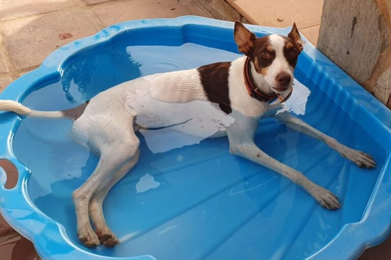 Summer Survival Guide: Keeping Your Reactive Dog Cool and Calm