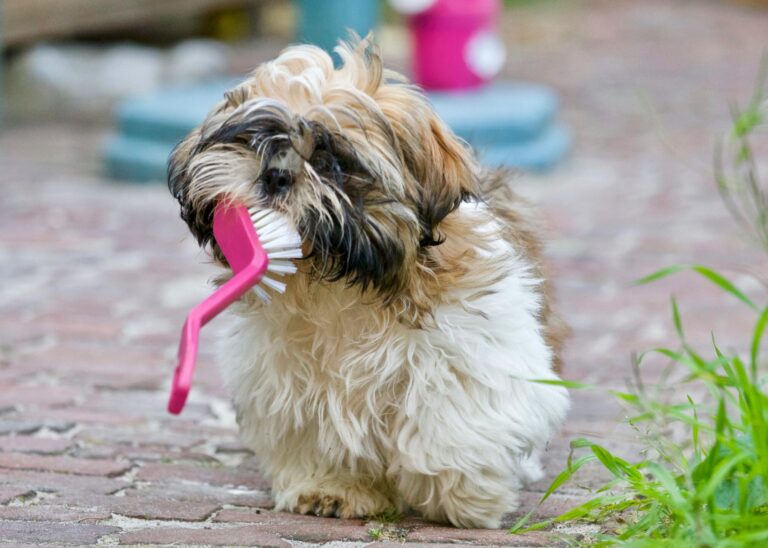 The Dog You Dreamed Of vs. The Dog You Have