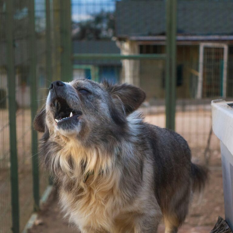 The Truth About Reactive Dogs: They’re So Much More Than Their Reactions